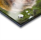 Barbary Macaques Monkey Acrylic print