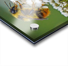 Honeybee on flower Acrylic print