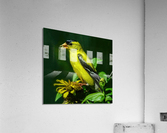Goldfinch Feeding  Acrylic Print