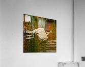 Egret in flight  Acrylic Print