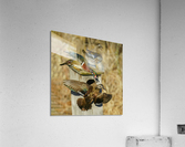 Wood duck squabble  Acrylic Print