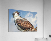 Osprey on watch  Acrylic Print