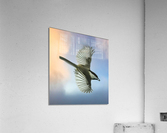 Chickadee on the wing  Acrylic Print