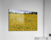 Sunflower field  Acrylic Print