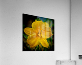 Yellow Day lily  Acrylic Print