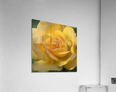 Yellow rose  Acrylic Print