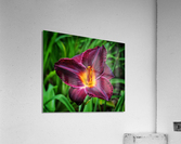 Purple Lily  Acrylic Print