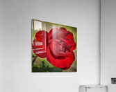 Red Tea Rose  Acrylic Print