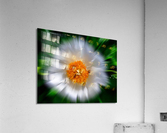 Flower pollinators  Acrylic Print