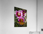 Dahlia flower and monarch  Acrylic Print