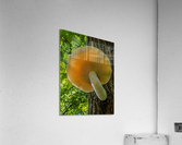  Elm Cap Mushroom  Acrylic Print