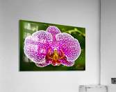 Pink Orchid  Acrylic Print