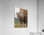 Bull bison  Acrylic Print