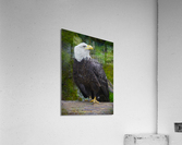 Bald eagle   Acrylic Print
