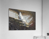 Trumpter swans  Acrylic Print