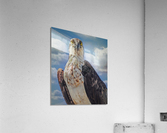 Osprey posing  Acrylic Print
