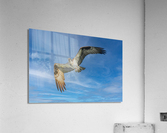 Osprey in flight  Acrylic Print