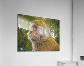 Barbary Macaques Monkey  Acrylic Print