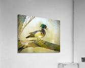Wood duck  Acrylic Print