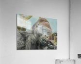 Gorilla  Acrylic Print