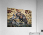 Bison leaping  Acrylic Print