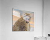  Barbary Macaques Monkey  Acrylic Print