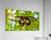 Scarlet Swallow Butterfly  Acrylic Print