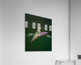 Ruby-throated hummingbird  Acrylic Print