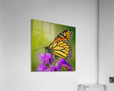 Monarch with closed wings   Acrylic Print