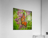 Monarch with spread wings  Acrylic Print