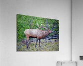 Alert call — bull elk  Acrylic Print