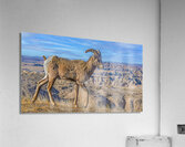 Badlands bighorn sheep  Acrylic Print