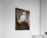 Great egret in Everglades  Acrylic Print