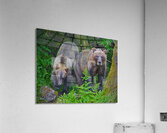 Alaskan Grizzly Bears  Acrylic Print