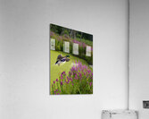 Mallard in flower pond  Acrylic Print
