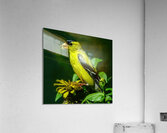 Goldfinch in tree  Acrylic Print