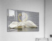 Trumpeter Swans  Acrylic Print