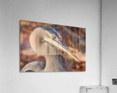Great blue heron  Acrylic Print