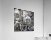 Spider monkey  Acrylic Print