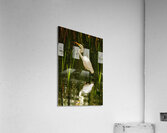 Feeding egret  Acrylic Print