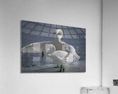Comforting swan  Acrylic Print