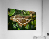 Giant Swallowtail  Acrylic Print