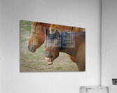 Washington horses  Acrylic Print