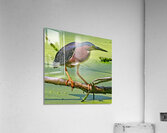 Green Heron   Acrylic Print