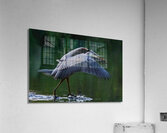 Blue heron landing  Acrylic Print