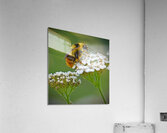 Honeybee on flower  Acrylic Print