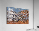 Liftoff of snowbirds  Acrylic Print
