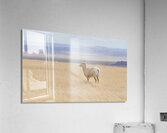 Bighorns in the Badlands  Acrylic Print