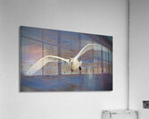 Wide wings of swan  Acrylic Print
