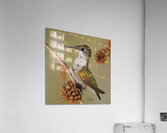 Hummer in the cones  Acrylic Print